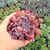 ECHEVERIA PINK TRUMPET, image _ab__is.image_number.default