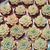 ECHEVERIA APUS, image _ab__is.image_number.default