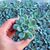 ECHEVERIA APUS, image _ab__is.image_number.default