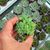 ECHEVERIA ELEGANS CRESTATA, image _ab__is.image_number.default