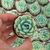 ECHEVERIA ELEGANS, image , 7 image