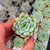 ECHEVERIA ELEGANS, image , 5 image
