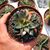 ECHEVERIA MONOCEROTIS VARIEGATA, image _ab__is.image_number.default