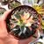 ECHEVERIA MONOCEROTIS VARIEGATA, image _ab__is.image_number.default