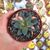 ECHEVERIA MONOCEROTIS VARIEGATA, image _ab__is.image_number.default