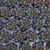 ECHEVERIA PURPUSORUM, image , 2 image
