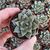 ECHEVERIA PURPUSORUM, image , 3 image