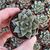 ECHEVERIA PURPUSORUM, image _ab__is.image_number.default