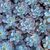 ECHEVERIA SUBSESSILIS, image _ab__is.image_number.default