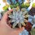 ECHEVERIA TOLIMANENSIS, image , 2 image