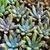ECHEVERIA TOLIMANENSIS, image , 4 image