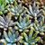 ECHEVERIA TOLIMANENSIS, image _ab__is.image_number.default