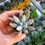 ECHEVERIA TOLIMANENSIS, image , 2 image