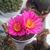 ECHINOCEREUS PULCHELLUS, image _ab__is.image_number.default