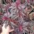 EUPHORBIA MINER'S MERLOT, image _ab__is.image_number.default