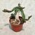 EUPHORBIA STELLATA, image _ab__is.image_number.default