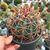 FEROCACTUS LATISPINUS, image 