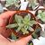 GLOTTIPHYLLUM OLIGOCARPUM, image _ab__is.image_number.default