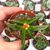 GLOTTIPHYLLUM SUAVE, image _ab__is.image_number.default