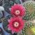 GYMNOCALYCIUM BALDIANUM, image , 3 image