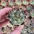 GYMNOCALYCIUM SAGLIONIS, image _ab__is.image_number.default