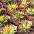 HAWORTHIA LIMIFOLIA VARIEGATA, image , 3 image