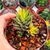 HAWORTHIA REINWARDTII VARIEGATA, image , 3 image