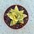 HAWORTHIA RETUSA AUREA VARIEGATA, image _ab__is.image_number.default