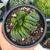 HAWORTHIA TRUNCATA CV. LIME GREEN, image _ab__is.image_number.default