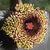 HUERNIA HYSTRIX VAR. PARVULA, image _ab__is.image_number.default