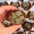 LITHOPS HOOKERII V. SUSANNAE C91, image , 2 image