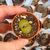 LITHOPS LESLIEI ALBINICA C36A, image , 2 image
