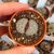 LITHOPS SCHWANTESII VAR. URIKOSENSIS C075, image 