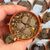 LITHOPS TERRICOLOR C132, image _ab__is.image_number.default