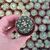 MAMMILLARIA MARIA LUISA, image , 3 image