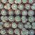 MAMMILLARIA MARIA LUISA, image , 4 image