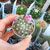 MAMMILLARIA BOOLII, image _ab__is.image_number.default