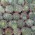 MAMMILLARIA DECIPIENS SUBS. CAMPTOTRICHA, image , 3 image