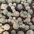 MAMMILLARIA GRACILIS, image _ab__is.image_number.default