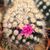 MAMMILLARIA GRACILIS, image _ab__is.image_number.default