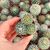 MAMMILLARIA NEJAPENSIS, image _ab__is.image_number.default