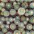 MAMMILLARIA NEJAPENSIS, image , 4 image