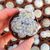 MAMMILLARIA PLUMOSA, image _ab__is.image_number.default