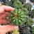 NOTOCACTUS OTTONIS, image _ab__is.image_number.default