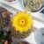 PARODIA CONCINNA, image _ab__is.image_number.default