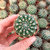 NOTOCACTUS UEBELMANNIANUS, image _ab__is.image_number.default