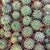 NOTOCACTUS UEBELMANNIANUS, image , 4 image