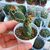 OPUNTIA ZEBRINA RETICULATA, image 