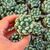 PACHYPHYTUM GLAUCA, image _ab__is.image_number.default