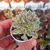 SEDUM JOYCE TULLOCH VARIEGATA, image _ab__is.image_number.default